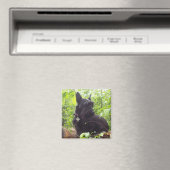 "Duide" Scottish Terrier Magnet (In Situ (Geschirrspüler))