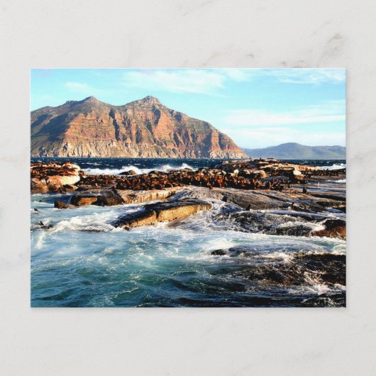 Duiker Island, Südafrika Postkarte (Vorderseite)