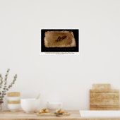 Duke Kahanamoku Surfing im Alter von 15 Jahren in  Poster (Küche)