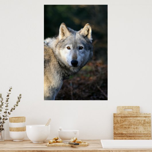 Duma Der Wolf Poster (Küche)