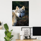 Duma Der Wolf Poster (Heimbüro)
