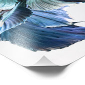 Dumbo Halfmoon Betta Fish Fotodruck (Ecke)