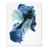 Dumbo Halfmoon Betta Fish Fotodruck (Vorne)