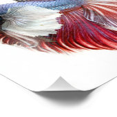 Dumbo Halfmoon Male Betta Fish Fotodruck (Ecke)