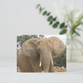 Dumbo Postkarte (Stehend Vorderseite)