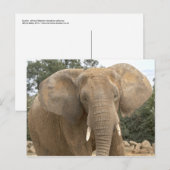 Dumbo Postkarte (Vorne/Hinten)