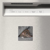 Dumbo Rat Magnet (In Situ (Geschirrspüler))
