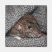 Dumbo Rat Magnet (Vorne)