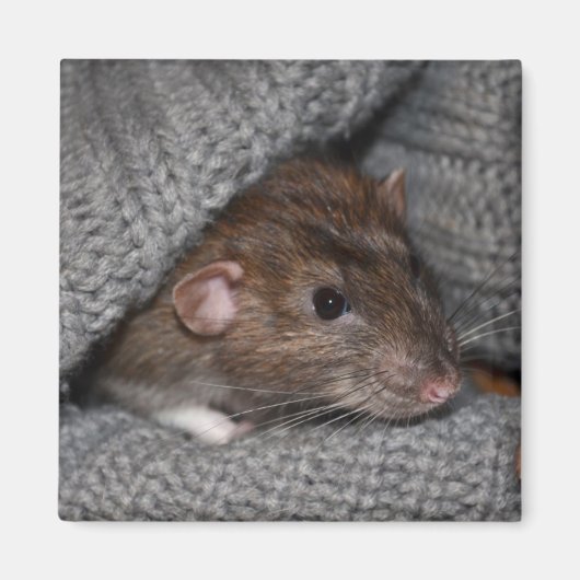 Dumbo Rat Magnet (Vorne)