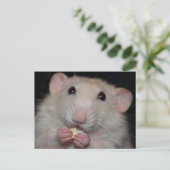 Dumbo Rat Postcard Postkarte (Stehend Vorderseite)