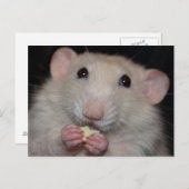 Dumbo Rat Postcard Postkarte (Vorne/Hinten)