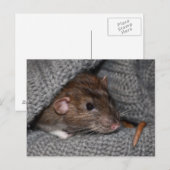 Dumbo Rat Postcard Postkarte (Vorne/Hinten)