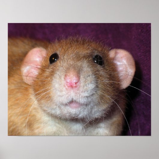 Dumbo Rat Poster (Vorne)