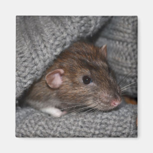 Dumbo Ratten-Magnet Magnet