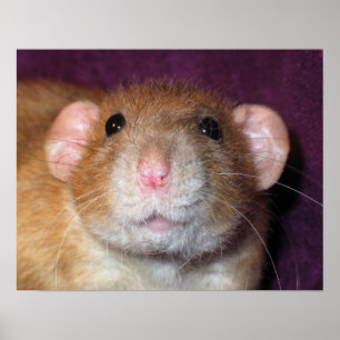Dumbo Ratten Poster