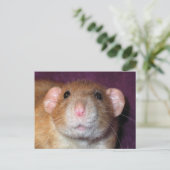 Dumbo-Ratten-Postkarte Postkarte (Stehend Vorderseite)