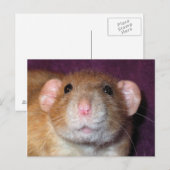 Dumbo-Ratten-Postkarte Postkarte (Vorne/Hinten)