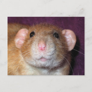 Dumbo-Ratten-Postkarte Postkarte