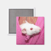 Dumbo-Rattenmagnet Magnet (Vorderseite/Rückseite)