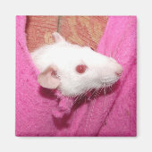 Dumbo-Rattenmagnet Magnet (Vorne)