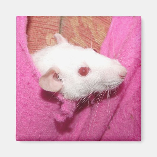 Dumbo-Rattenmagnet Magnet (Vorne)