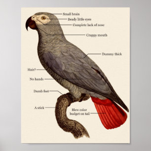 Dumme Vogelanatomie Poster