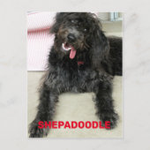 Dummer glücklicher Shepadoodle-Hund Postkarte (Vorderseite)