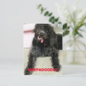 Dummer glücklicher Shepadoodle-Hund Postkarte (Stehend Vorderseite)