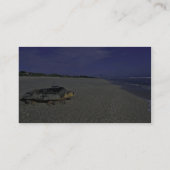 Dummkopf-Meeresschildkröte an nationalem wildem Visitenkarte (Rückseite)