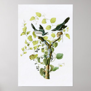 Dummkopf Shrike John Audubon Vögel von Amerika Poster