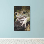 Dumpy Tree Frog. Lächelnder Frosch. Litoria caerul Leinwanddruck (Insitu (Holzboden))