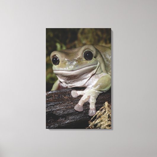 Dumpy Tree Frog. Lächelnder Frosch. Litoria caerul Leinwanddruck (Vorderseite)