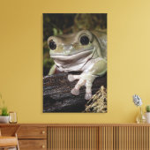 Dumpy Tree Frog. Lächelnder Frosch. Litoria caerul Leinwanddruck (Insitu (Wohnzimmer))