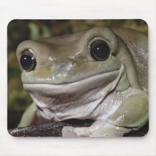 Dumpy Tree Frog. Lächelnder Frosch. Litoria caerul Mousepad (Vorne)