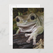 Dumpy Tree Frog. Lächelnder Frosch. Litoria caerul Postkarte (Vorne/Hinten)