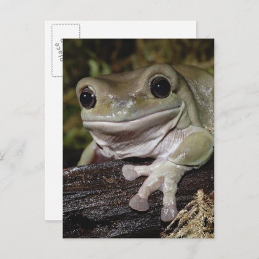 Dumpy Tree Frog. Lächelnder Frosch. Litoria caerul Postkarte (Vorne/Hinten)