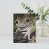 Dumpy Tree Frog. Lächelnder Frosch. Litoria caerul Postkarte (Stehend Vorderseite)