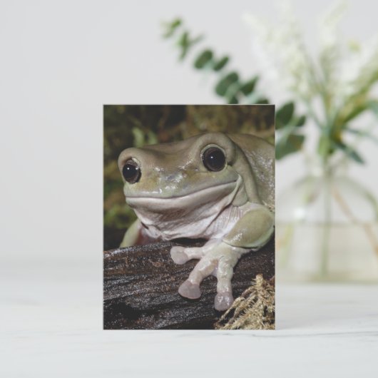 Dumpy Tree Frog. Lächelnder Frosch. Litoria caerul Postkarte (Stehend Vorderseite)