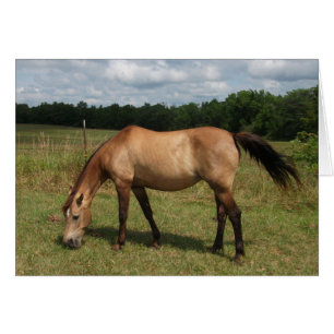 Dun Connemara Pony, Pferd, Weiden in Weide
