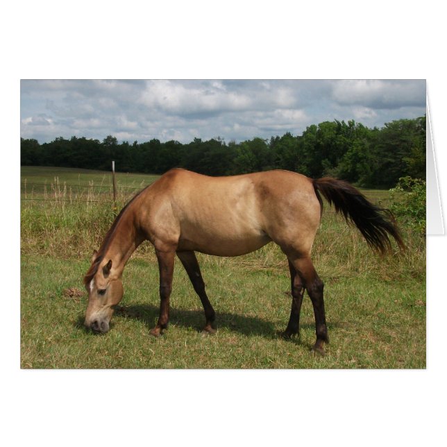 Dun Connemara Pony, Pferd, Weiden in Weide (Vorderseite (Horizontal))