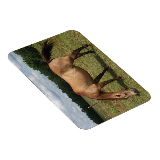 Dun Connemara Pony, Pferd, Weiden in Weide Magnet (Rechte Seite)