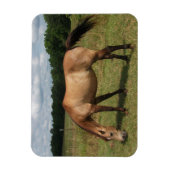 Dun Connemara Pony, Pferd, Weiden in Weide Magnet (Vertikal)