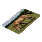 Dun Connemara Pony, Pferd, Weiden in Weide Magnet (Linke Seite)