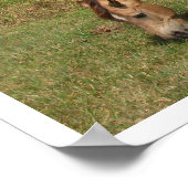 Dun Connemara Pony, Pferd, Weiden in Weide Poster (Ecke)