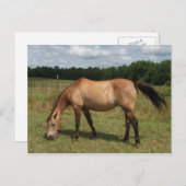 Dun Connemara Pony, Pferd, Weiden in Weide Postkarte (Vorne/Hinten)