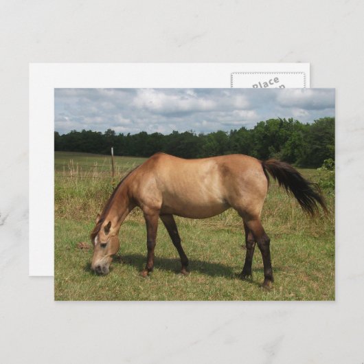 Dun Connemara Pony, Pferd, Weiden in Weide Postkarte (Vorne/Hinten)