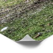 Dun Ranch Horse Cantering in Forest Equine Foto Poster (Ecke)