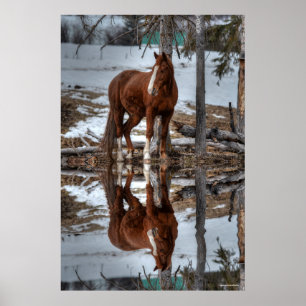 Dun Ranch Pferd beim Trinken Hole Equine Foto Poster