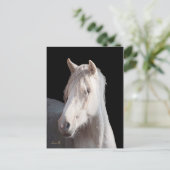 Dunalino American Bashkir Curly Postcard Postkarte (Stehend Vorderseite)