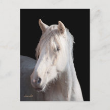 Dunalino American Bashkir Curly Postcard